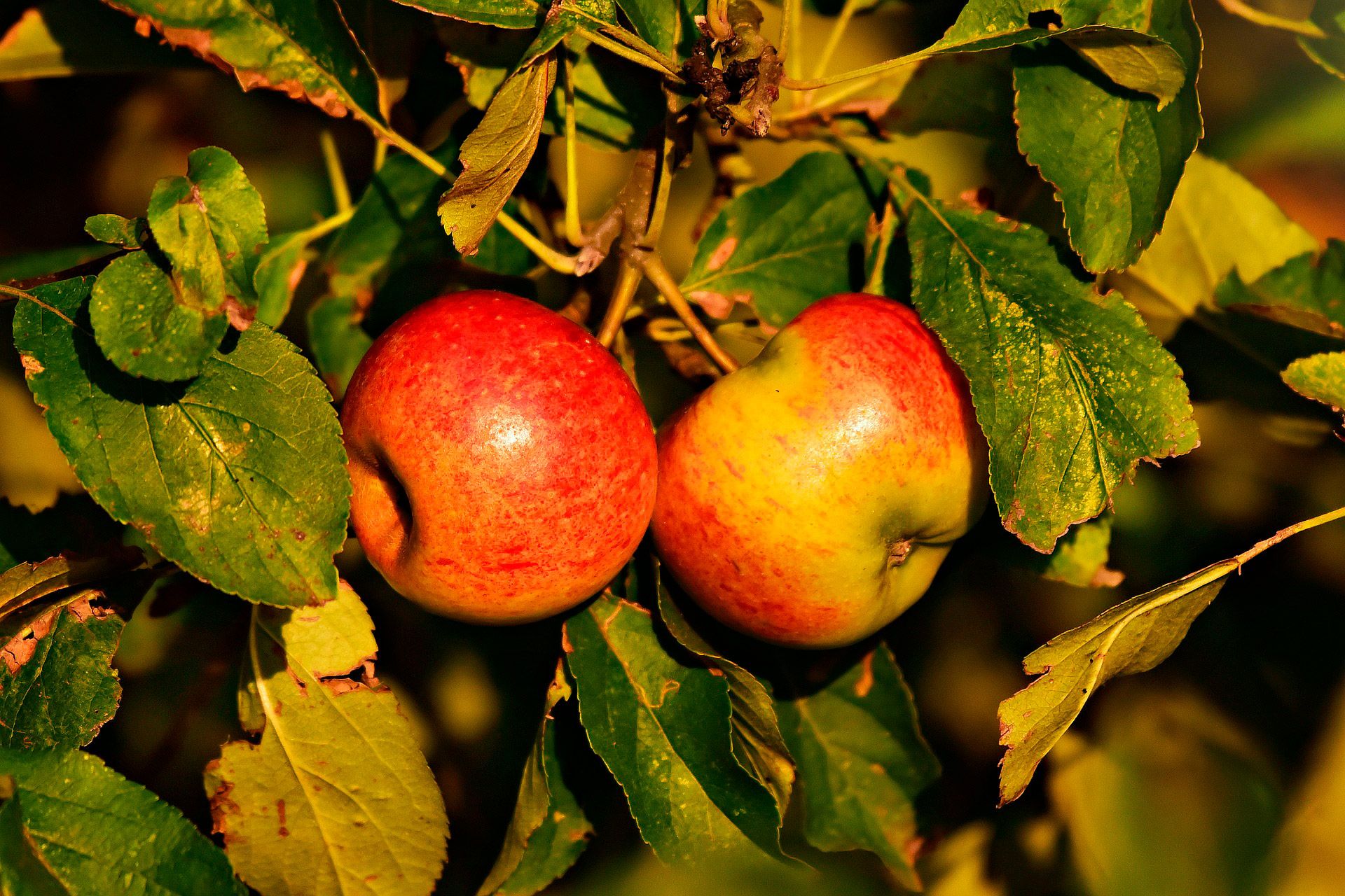 Foto mit Apfel..