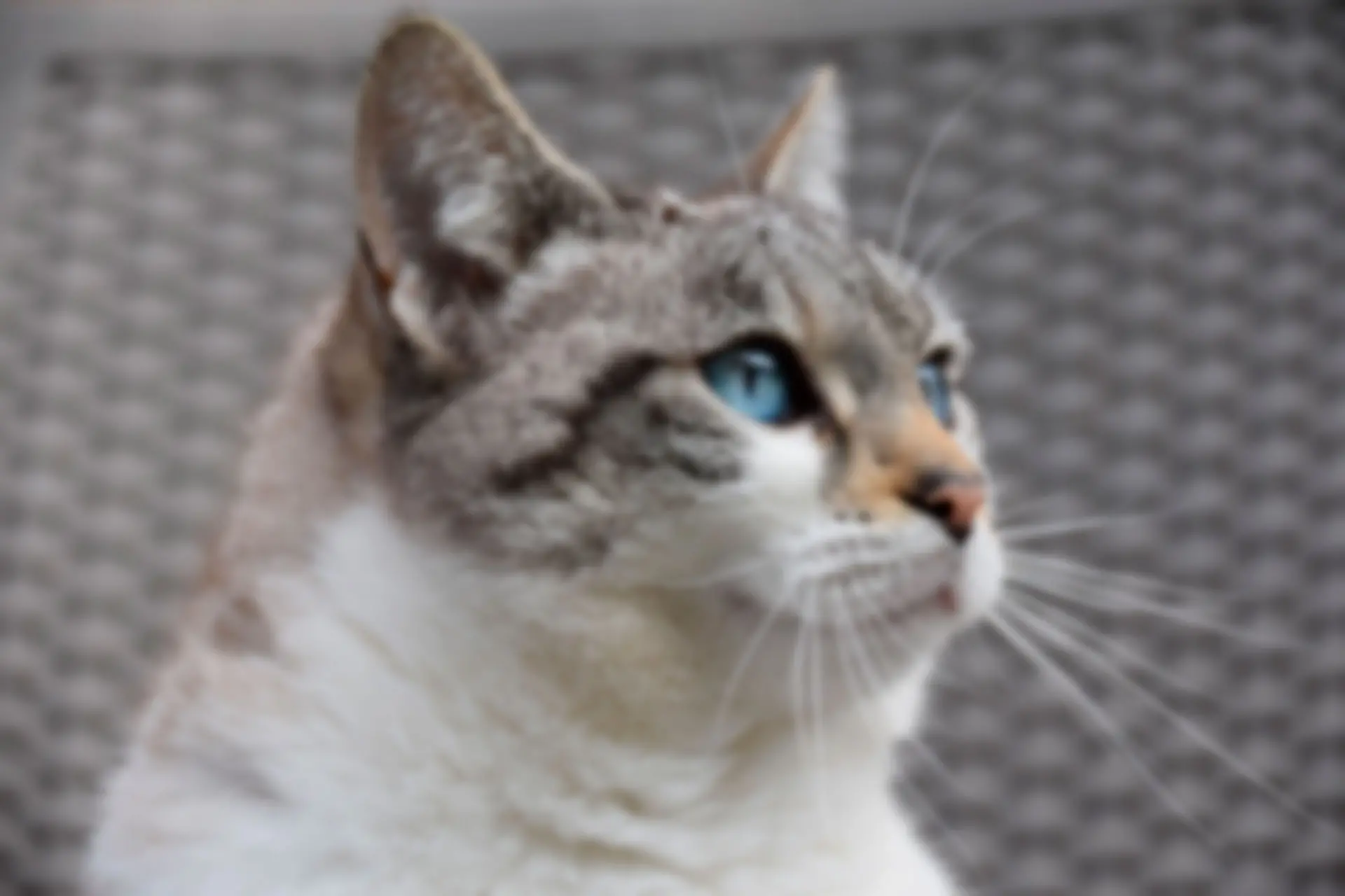 Unscharfes Porträt einer Katze..