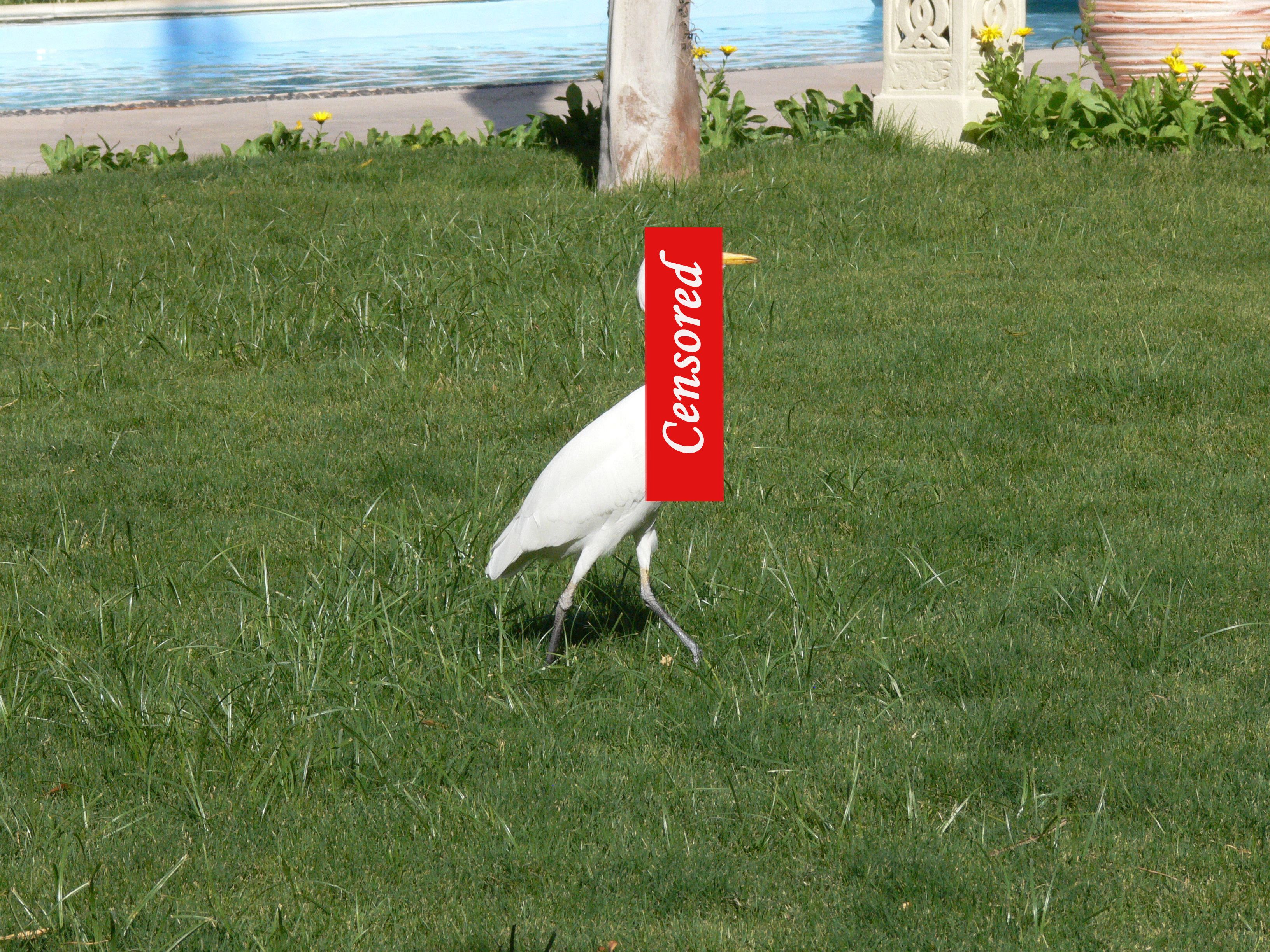 Vogel vorher..